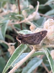 Atalopedes campestris