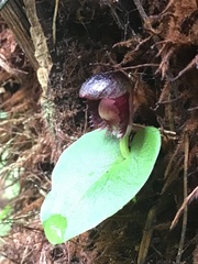Corybas grumulus