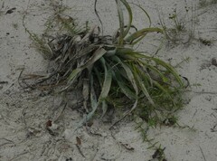 Tillandsia utriculata