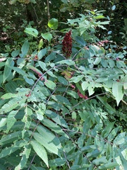 Rhus glabra