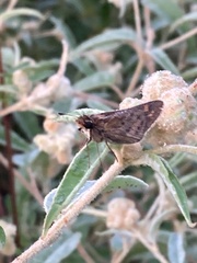 Atalopedes campestris