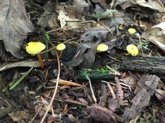 Hygrocybe parvula