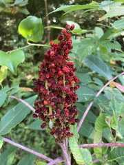Rhus glabra