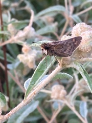 Atalopedes campestris