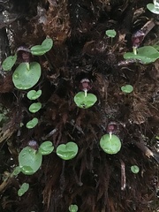 Corybas grumulus