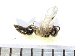 Polemistus abnormis
