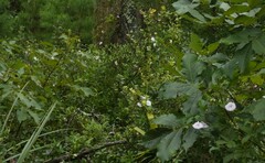 Centrosema arenicola