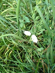 Convolvulus arvensis