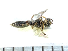 Polemistus abnormis