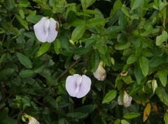 Centrosema arenicola