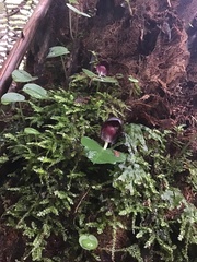 Corybas grumulus