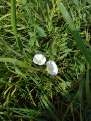 Convolvulus arvensis