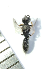 Polemistus abnormis
