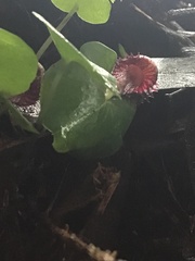 Corybas grumulus