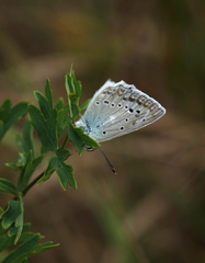 Polyommatus daphnis