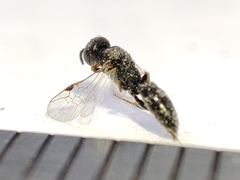 Polemistus abnormis