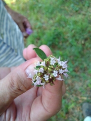 Origanum vulgare