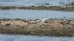 Sterna hirundo hirundo