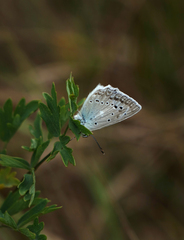Polyommatus daphnis