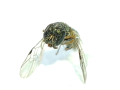 Polemistus abnormis