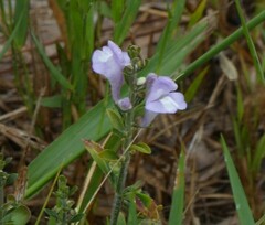 Scutellaria arenicola