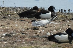 Sterna hirundo hirundo