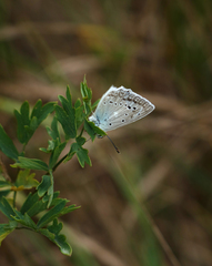 Polyommatus daphnis