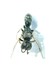 Polemistus abnormis