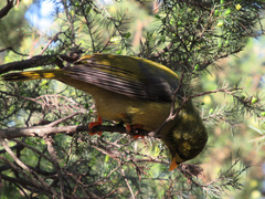 Manorina melanophrys