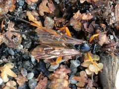 Pimpla
