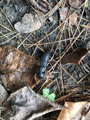 Ocypus olens