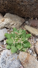 Mammillaria sphaerica