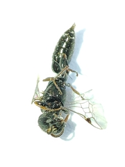 Polemistus abnormis