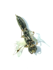 Polemistus abnormis