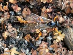 Pimpla