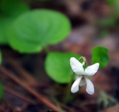 Viola macloskeyi