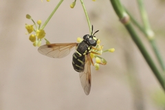 Chrysotoxum