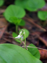Viola macloskeyi