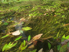 Potamogeton nodosus