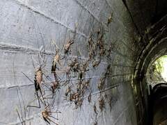 Pachyrhamma acanthocerum