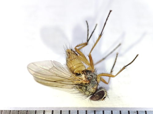 Thricops simplex