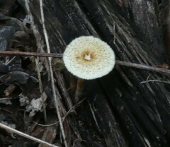 Lentinus crinitus