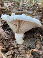 Lactifluus deceptivus
