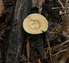 Lentinus crinitus
