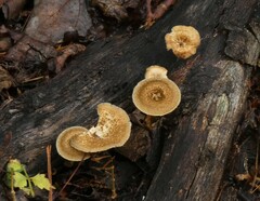 Lentinus crinitus