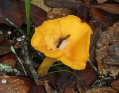 Cantharellus minor