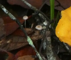 Marasmius capillaris