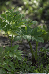 Angelica atropurpurea