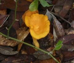 Cantharellus minor