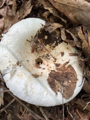 Lactifluus deceptivus